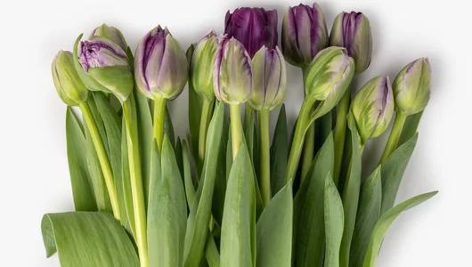 Тюльпаны букет, 15 шт