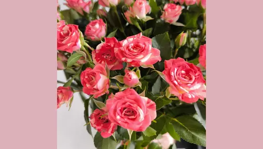 Монобукет Кустовые розы 9 FMART by flowwow