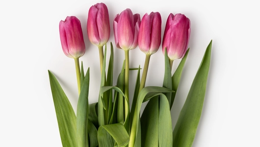 Тюльпаны букет, 5 шт