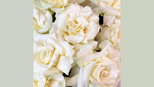 Монобукет из&nbsp;11 белых французских роз "Светлые чувства" FMART by flowwow