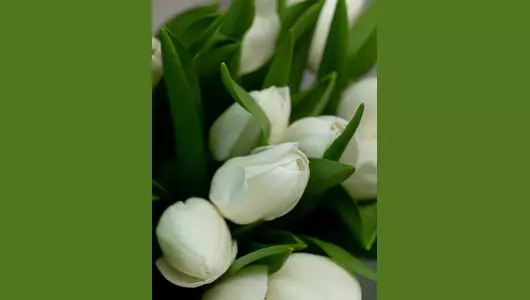 Букет из&nbsp;25 белых тюльпанов: чистый и&nbsp;искренний подарок