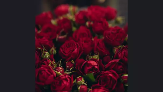 Роза кустовая, красная 5шт. (70см)