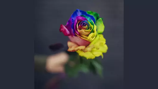 Роза рейнбоу 5шт. (70см)