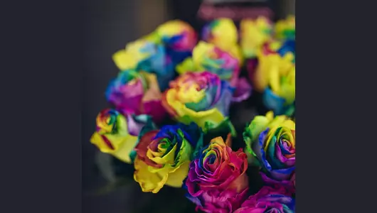 Роза рейнбоу 5шт. (70см)