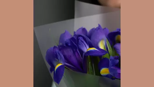 Ирисы Гонк Конг: 19 штук - глубокий синий цвет