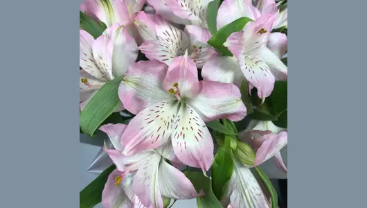 Нежные альстромерии в&nbsp;коробке FMART by flowwow