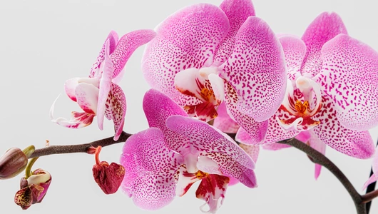 Фаленопсис в горшочке, шт