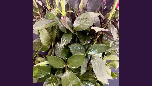 Букет из&nbsp;11 Бордовых роз (55см)