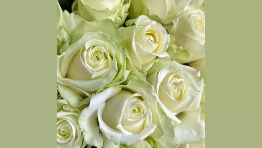 Букет 15 белых роз Аваланж FMART by flowwow