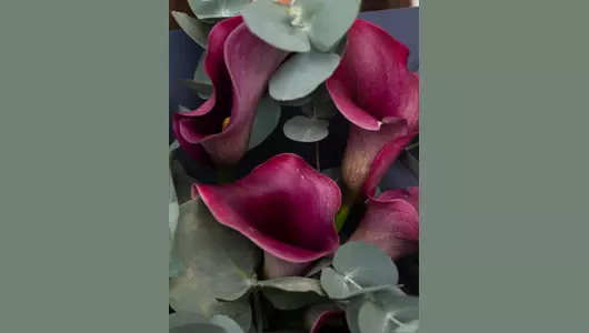 Монобукет из&nbsp;калл и&nbsp;эвкалипта