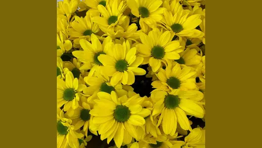 Стильный букет из&nbsp;15 хризантем «Магия золота»