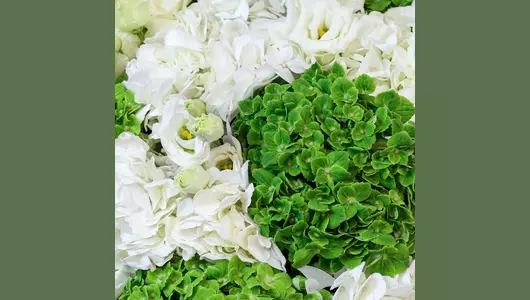 Авторский букет из&nbsp;белых и&nbsp;зелёных гортензий и&nbsp;лизиантуса "Нежность природы" FMART by flowwow