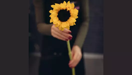 Подсолнух  5шт.