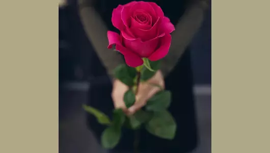 Розовая роза Пинк Флойд 5шт. (70см)