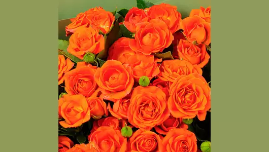 Монобукет из&nbsp;9 оранжевых кустовых роз сорта Бэби FMART by flowwow