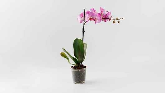 Фаленопсис в горшочке, шт