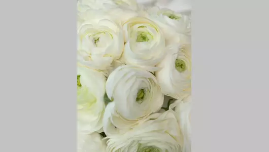 Нежный свадебный букет: белые ранункулюсы