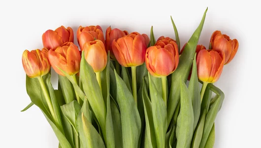 Тюльпаны букет, 15 шт
