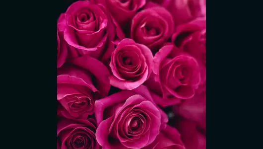 Букет из&nbsp;23 розовых роз Пинк Флойд (70см)