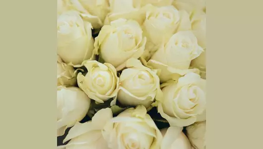 Роза кустовая, белая  5шт. (70см)