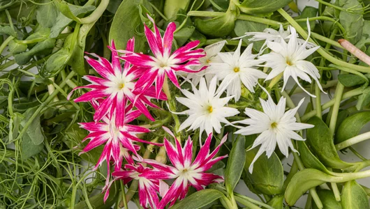 Микс салатный "Цветочное настроение", 50 г