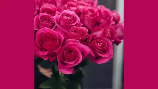 Букет из&nbsp;25 розовых роз Пинк Флойд (70см)