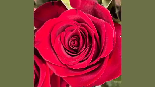 Букет 7 красных роз Premium и&nbsp;эвкалиптом FMART by flowwow