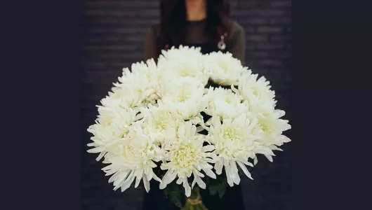 Хризантема одноголовая, сорт Антонов 5шт. (75см)