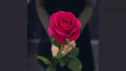 Букет из&nbsp;25 розовых роз Пинк Флойд (70см)