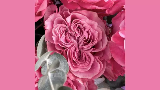 Букет Розовые пионовидные розы с&nbsp;эвкалиптом FMART by flowwow