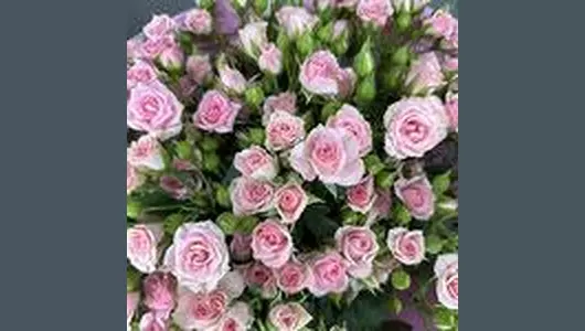 Букет из&nbsp;розовых кустовых роз FMART by flowwow