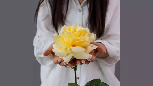 Французская кремовая Роза Кендилайт  5шт. (70см)