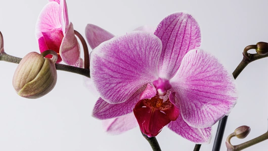 Фаленопсис в горшочке, шт