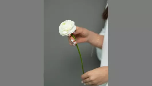 Ранункулюс белый  5шт.