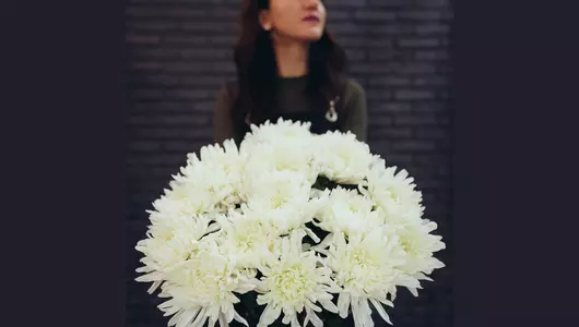 Хризантема одноголовая, сорт Антонов 5шт. (75см)