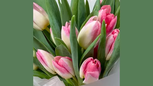 Букет 25 розовых тюльпанов FMART by flowwow