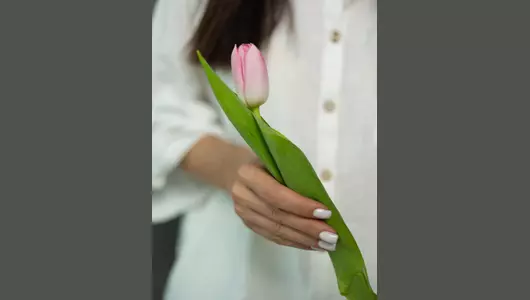 Тюльпан розовый, династия  5шт.