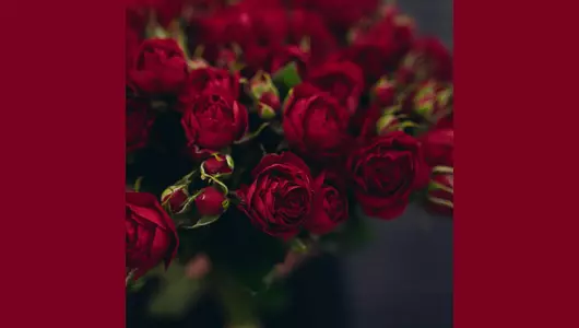 Роза кустовая, красная 5шт. (70см)