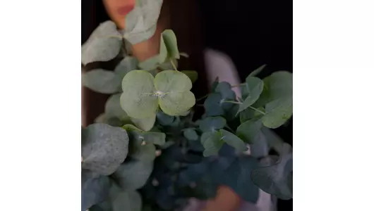 эвкалипт-цинерия из&nbsp;Израиля (5 веток)