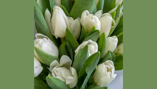 Букет 25 белых тюльпанов FMART by flowwow