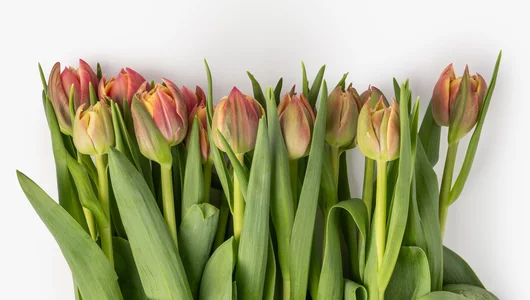 Тюльпаны букет, 15 шт