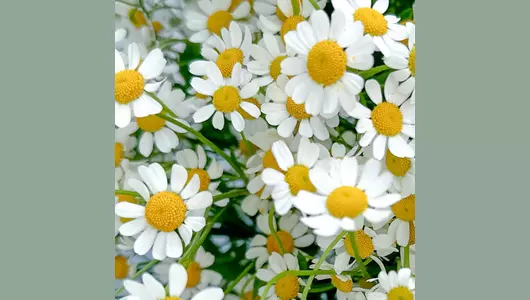 Букет Ромашки FMART by flowwow