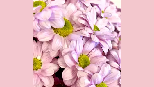 Розово сиреневая хризантема в&nbsp;букете FMART by flowwow