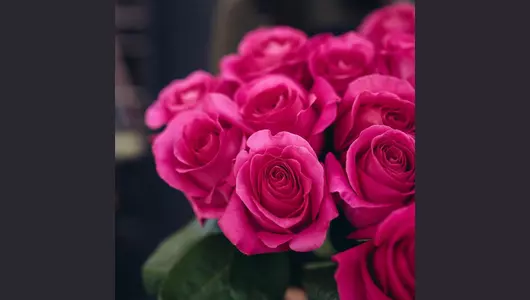 Розовая роза Пинк Флойд 5шт. (70см)