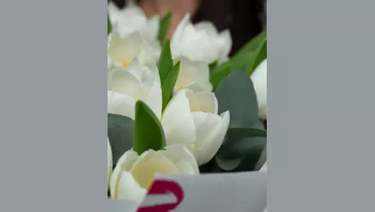 Пышный букет из&nbsp;25 белоснежных тюльпанов