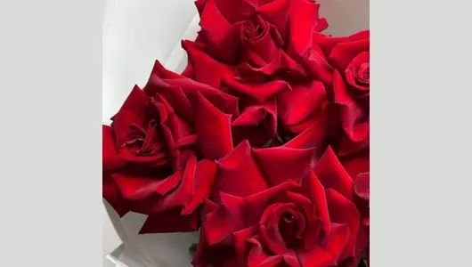 Французская роза красного цвета FMART by flowwow