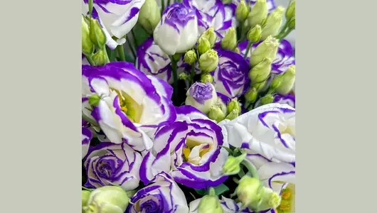 Букет «Виноград» из&nbsp;эустомы FMART by flowwow