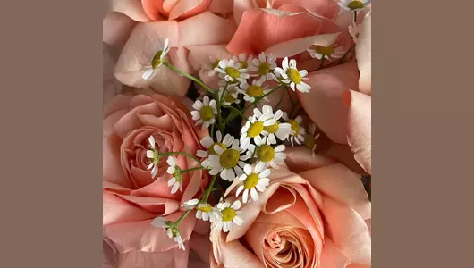 Букет из&nbsp;роз кахала с&nbsp;ромашкой FMART by flowwow