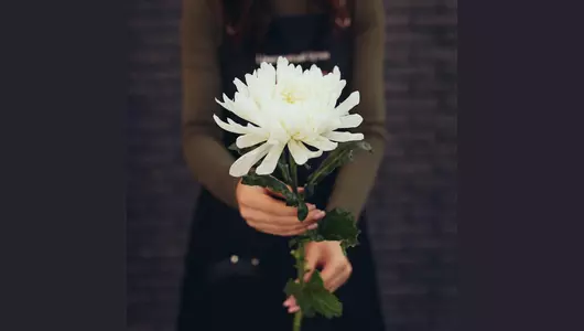 Хризантема одноголовая, сорт Антонов 5шт. (75см)