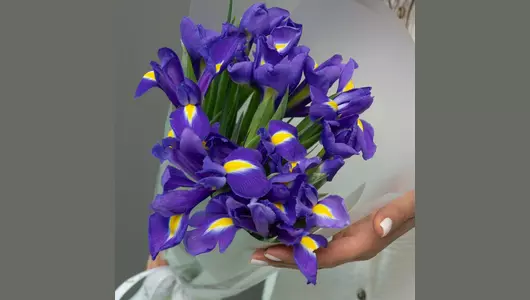 Ирисы Гонк Конг: 19 штук - глубокий синий цвет